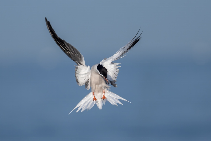 Common-Tern-3200-hovering-_DSC4353-Nickerson-Beach-Park-Lideo-Beach-LI-NY
