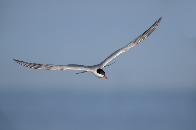 Common-Tern-3200-in-flight-above-horizon-_DSC4342-Nickerson-Beach-Park-Lideo-Beach-LI-NY