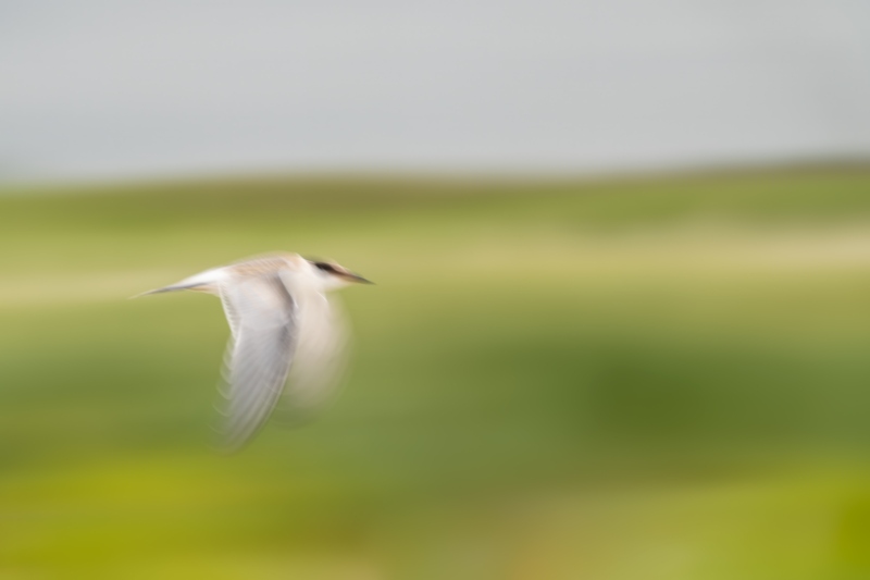 Common-Tern-3200-juvenile-in-flight-pan-blur-_DSC7922-Nickerson-Beach-Park-Lideo-Beach-LI-NY