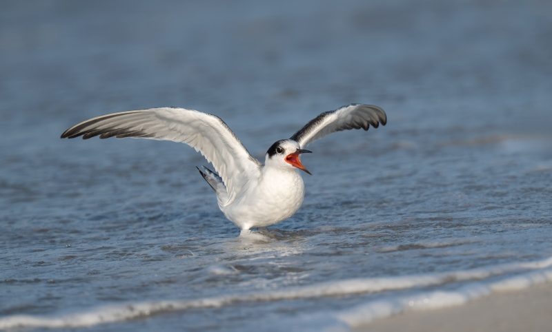 Common-Tern-3200-juvenile-landing-in-surf-_DSC2527-Nickerson-Beach-Park-Lideo-Beach-LI-NY