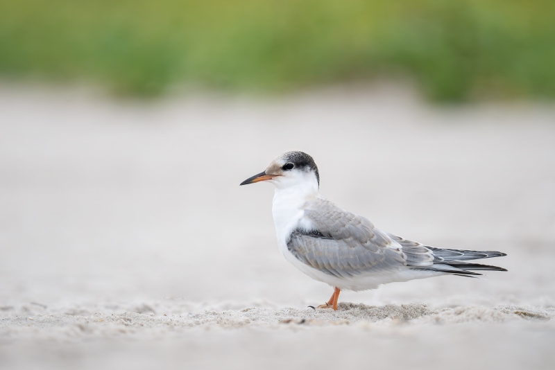 Common-Tern-3200-juvenile-plumage-on-beach-_DSC6900-Nickerson-Beach-Park-Lideo-Beach-LI-NY