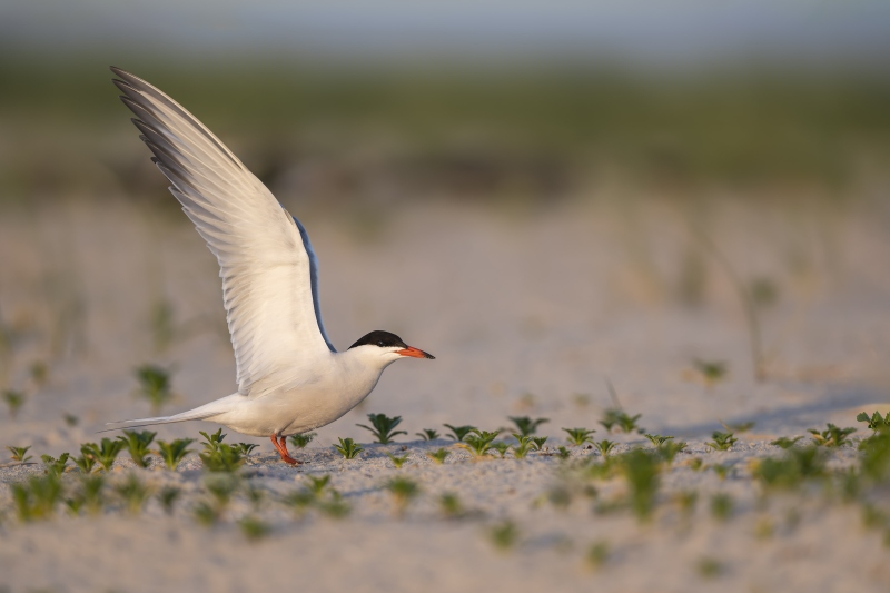 Common-Tern-3200-landing-near-nest-with-wings-raised-_DSC7700-Nickerson-Beach-Long-Island-NY