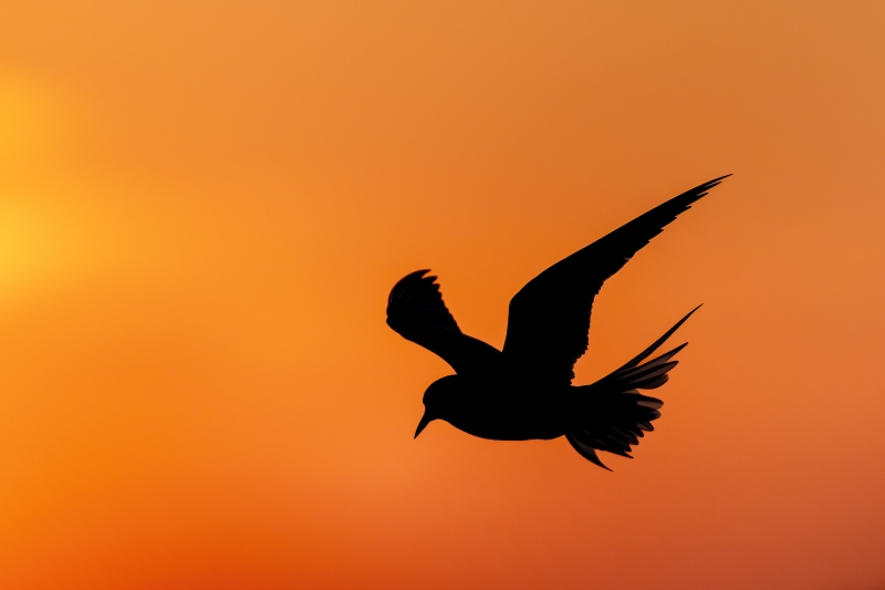 Common-Tern-3200-landing-sunset-SILHOUETTE-_DSC8556-Nickerson-Beach-Long-Island-NY