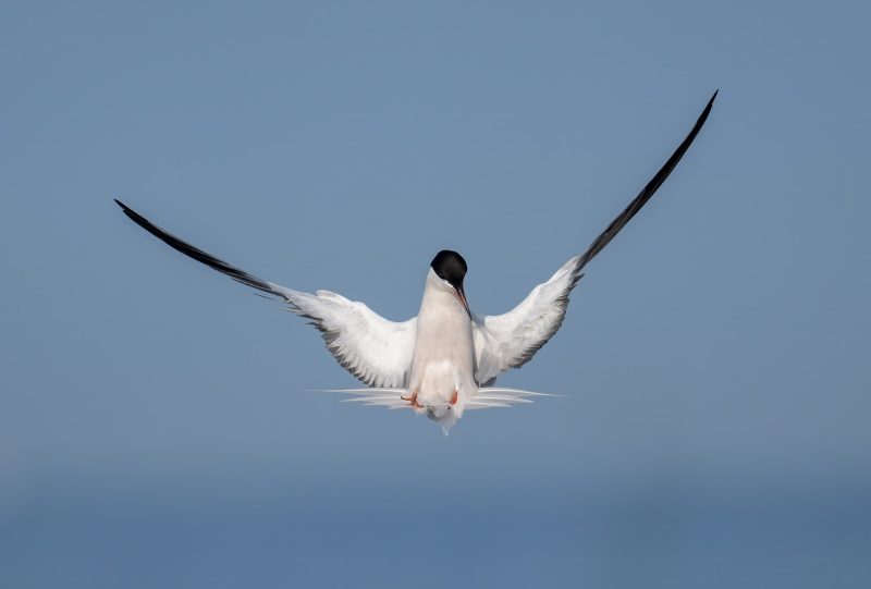 Common-Tern-3200-leaning-back-before-dive-_DSC4348-Nickerson-Beach-Park-Lideo-Beach-LI-NY