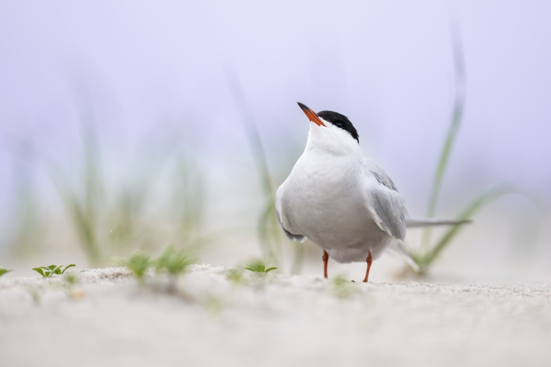 Common-Tern-3200-looking-up-_DSC8369-Nickerson-Beach-Long-Island-NY