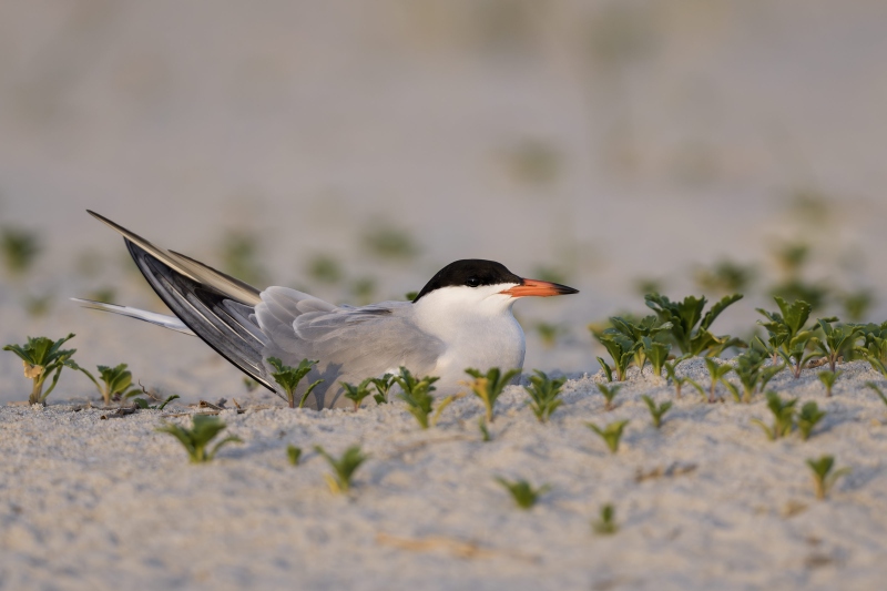 Common-Tern-3200-on-nest-scrape-with-two-eggs-_DSC7820-Nickerson-Beach-Long-Island-NY