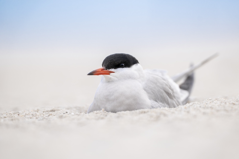Common-Tern-3200-on-scrape-with-one-egg-_DSC8253-Nickerson-Beach-Long-Island-NY