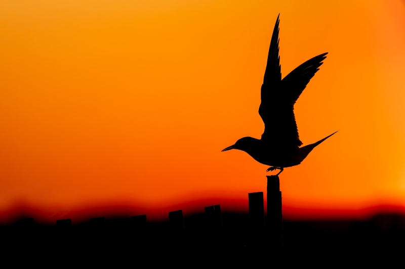 Common-Tern-3200-on-snow-fence-at-sunset-CJ-_DSC1856-Nickerson-Beach-NYA-copy