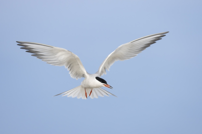 Common-Tern-3200-overing-above-colony-before-landing-_DSC1405-Nickerson-Beach-Long-Island-NY