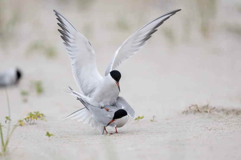 Common-Tern-3200-pair-copulating-_DSC9302-Nickerson-Beach-Long-Island-NY