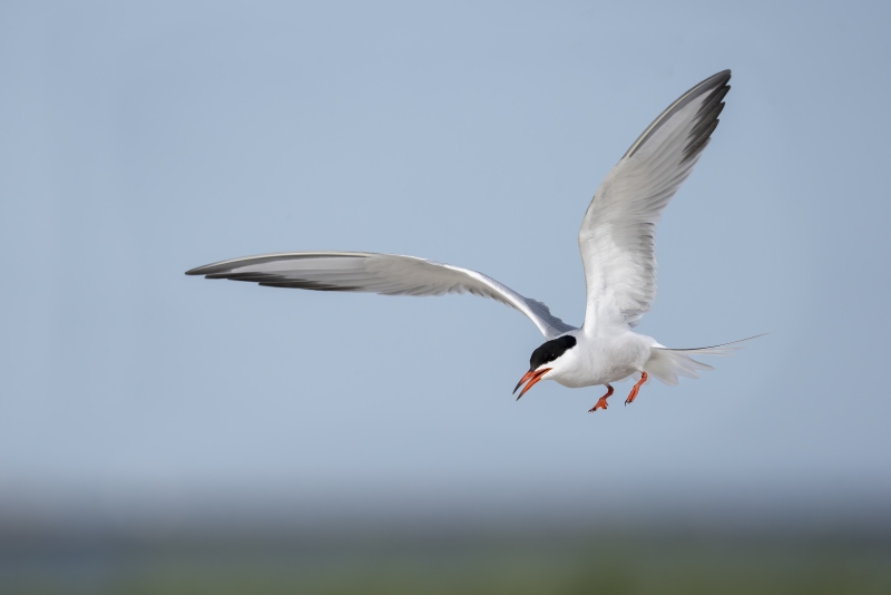 Common-Tern-3200-ready-to-land-into-north-wind-_DSC4474-Nickerson-Beach-Long-Island-NY
