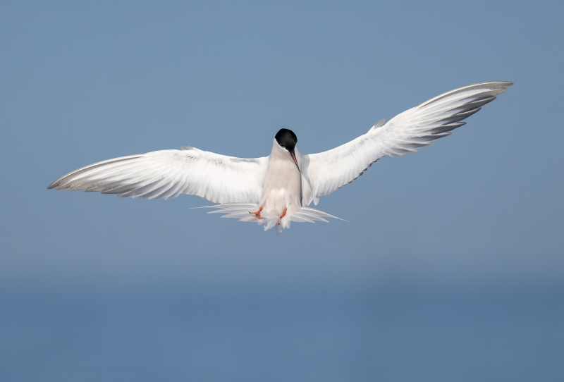 Common-Tern-3200-rocking-back-before-diving-_DSC4347-Nickerson-Beach-Park-Lideo-Beach-LI-NY