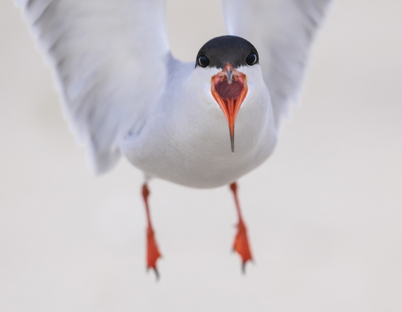 Common-Tern-3200-screaming-_DSC8661-Nickerson-Beach-Long-Island-NY