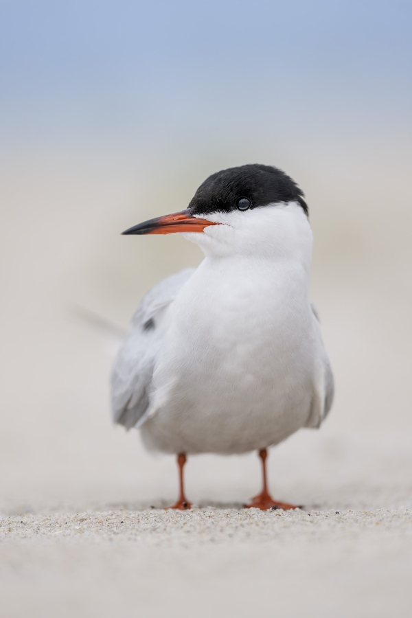 Common-Tern-3200-vertical-facing-portrait-_DSC9349-Nickerson-Beach-Long-Island-NY