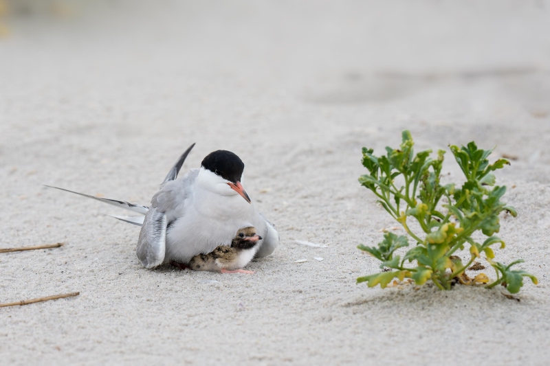 Common-Tern-3200-with-chick-CJ-_DSC2254