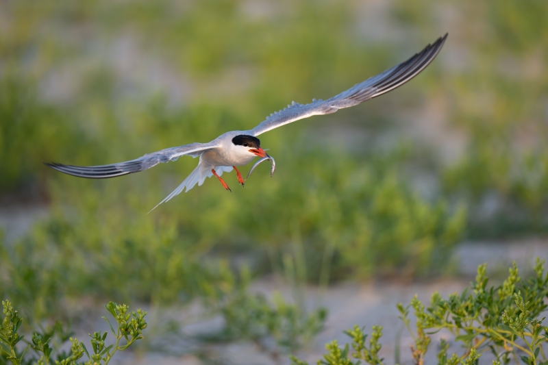 Common-Tern-3200-with-sandeel-CJ-_DSC0299-Nickerson-Beach-NYA-Nickerson-Beach-Park-Lideo-Beach-LI-NY