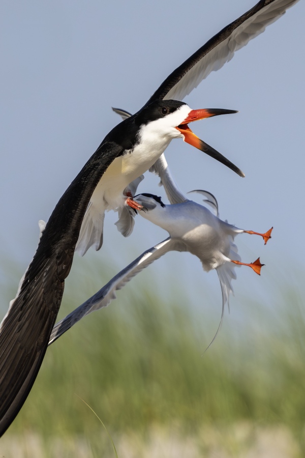 Common-Tern-TIGHT-VERT-CROP-attacking-Black-Skimmer-_DSC6530-Nickerson-Beach-Long-Island-NY