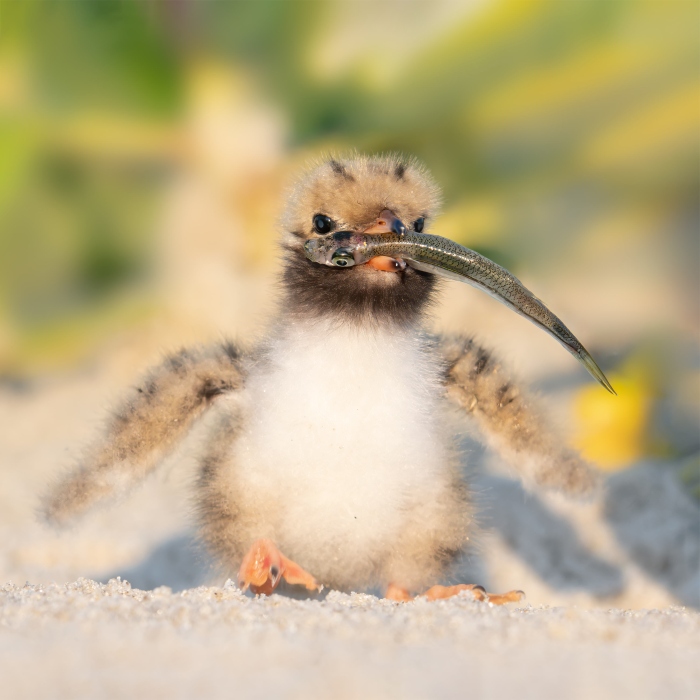 Common-Tern-small-chick-with-Atlantic-Silversides-_DSC0318-Nickerson-Beach-Park-Lideo-Beach-LI-NY