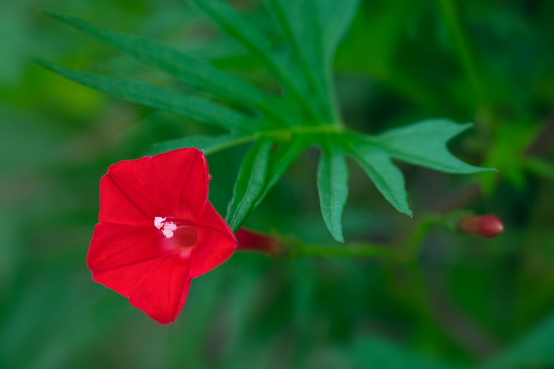 Cypress-Vine-_DSC2705-Lido-Beach-LI-NY