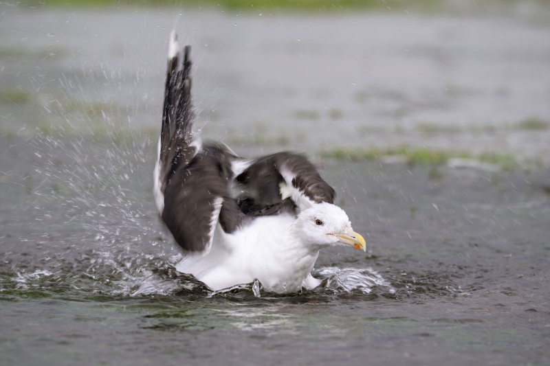 Great-Black-backed-Gull-3200-bathing-in-rain-puddle-_DSC4215-Nickerson-Beach-Park-Lideo-Beach-LI-NY-copy