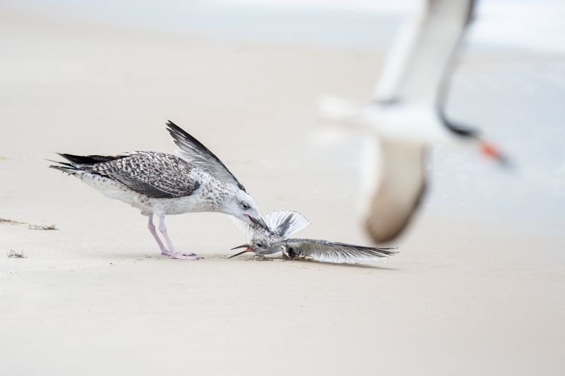 Great-Black-backed-Gull-3200-killing-Black-Skimmer-fledgling-_DSC0705-Nickerson-Beach-Park-Lideo-Beach-LI-NY