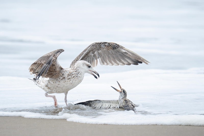 Great-Black-backed-Gull-3200-killing-juvenile-skimmer-_DSC0575-Nickerson-Beach-Park-Lideo-Beach-LI-NY