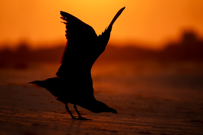 Great-Black-backed-Gull-3200-stretching-at-sunrise-_DSC2167-Nickerson-Beach-Park-Lideo-Beach-LI-NY