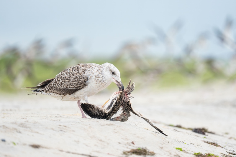 Great-Black-backed-Gull-eating-freshly-killed-Black-Skimmer-chick-_DSC1718-Nickerson-Beach-Park-Lideo-Beach-LI-NY