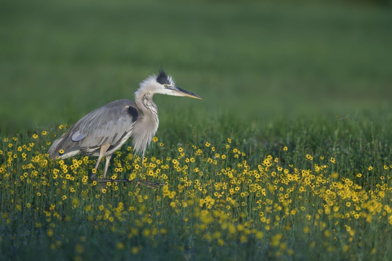 Great-Blue-Heron-3200-in-stand-of-Leavenworths-Tickseed-blossoms-_DSC0154-Indian-Lake-Estates-FL
