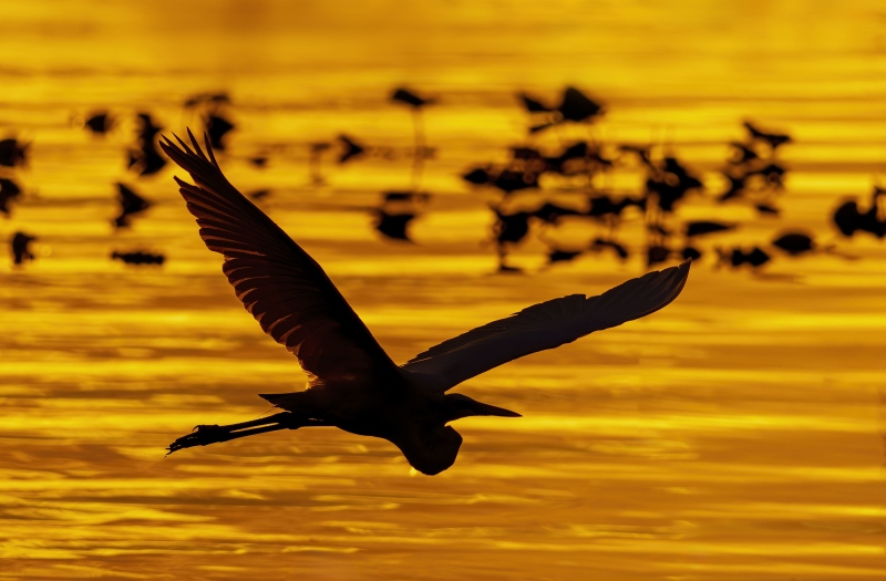 Great-Egret-3200-flying-east-at-sunset-_DSC5184-Indian-Lake-Estates-FL