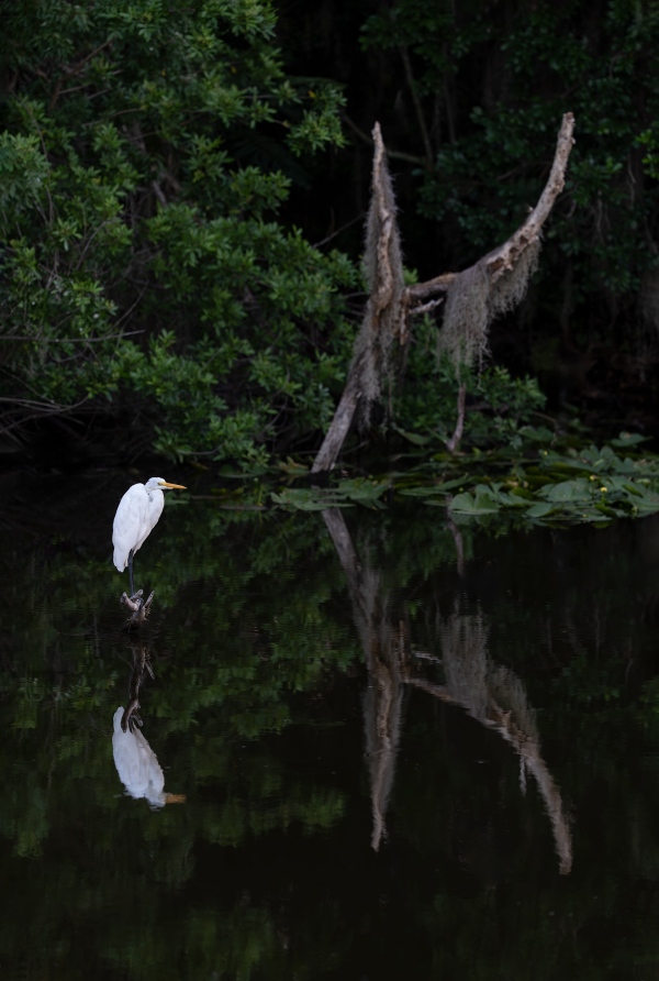 Great-Egret-3200-on-perch-in-canal-WIDE-_DSC1669-Indian-Lake-Estates-FL