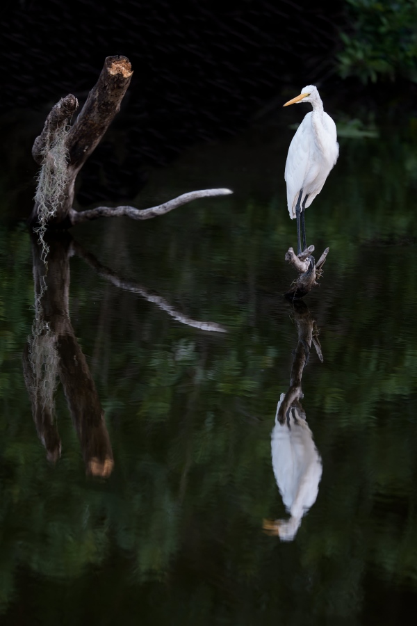 Great-Egret-3200-on-perch-in-canal-_DSC1581-Indian-Lake-Estates-FL