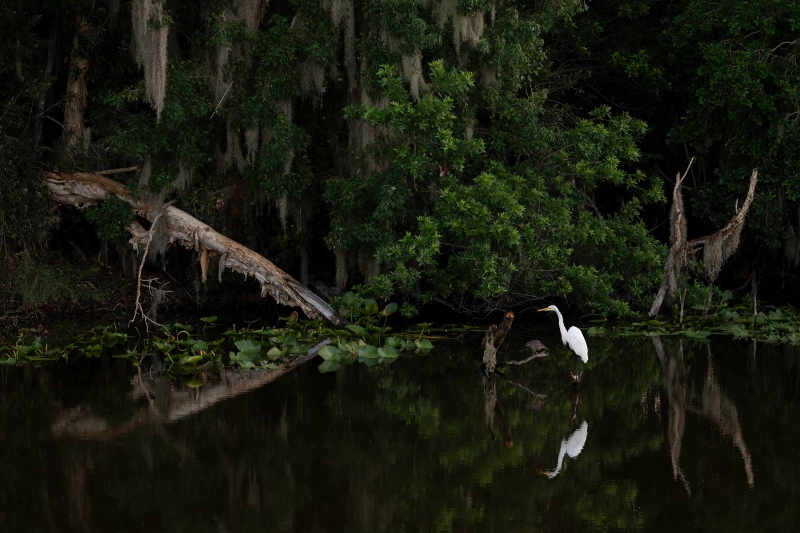Great-Egret-and-Green-Heron-3200-in-canal-with-moss-_DSC5227-Indian-Lake-Estates-FL