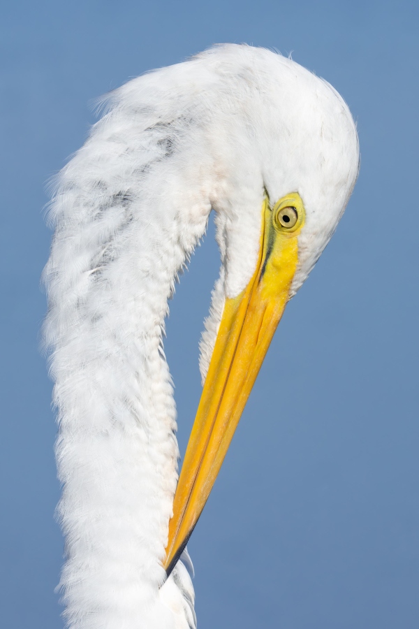 Great-Egret-juvenile-preening-neck-_DSC1909-Indian-Lake-Estates-FL