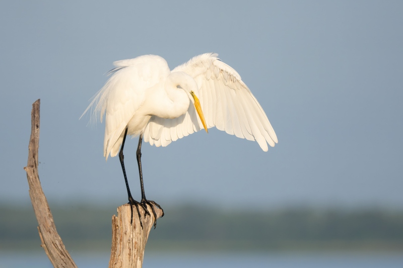 Great-Egret-preening-GIGA-PX-PAT-_DSC8720