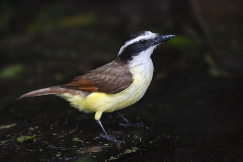 Great-Kiskadee-3200-LGHTER-_DSC1329-South-Padre-Island-TX