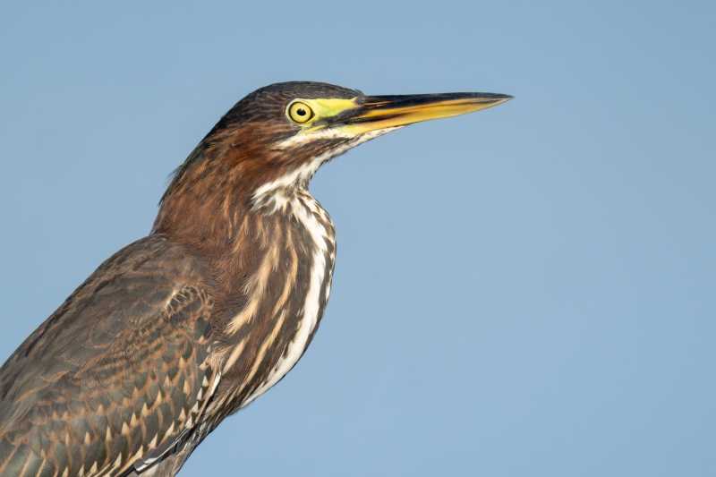 Green-Heron-3200-juvenile-tight-_DSC7367-Indian-Lake-Estates-FL