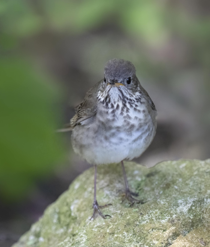 Grey-cheeked-Thrush-3000-on-rock-_DSC3676-South-Padre-Island-TX