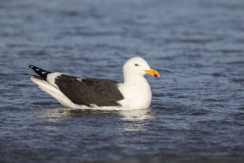 Kelp-Gull-3200-full-breeding-plumage-_W5A8588-The-Rookery-Saunders-I.-Falklands