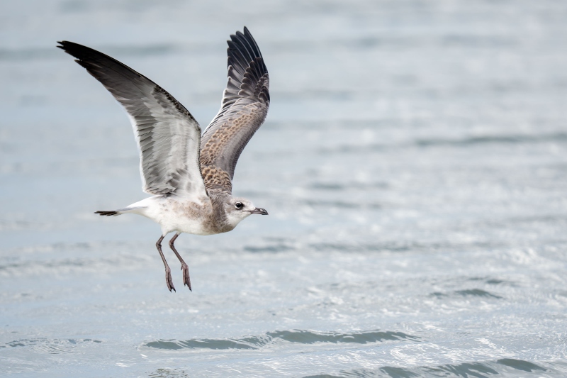 Laughing-Gull-3200-in-fresh-juvenal-plumage-taking-flight-_DSC0210-Huguenot-Memorial-Park-Jacksonville-FL