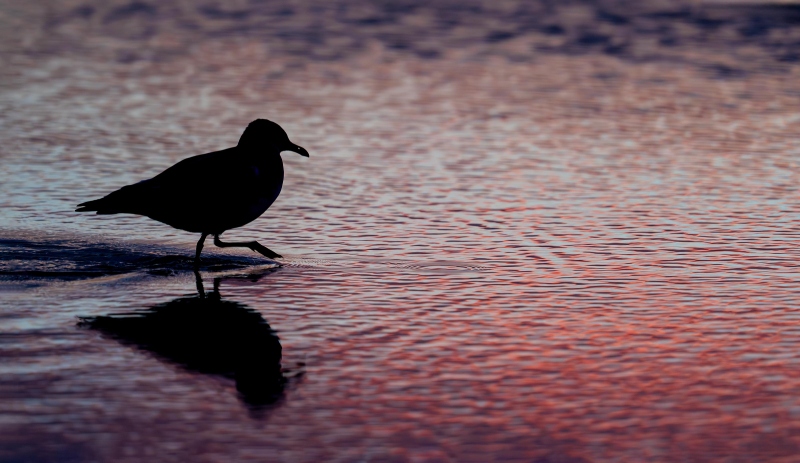 Laughing-Gull-3200-in-pool-at-sunrise-JIM-DOLGIN-_DSC1146-Hugeunot-Park-Jacksonville