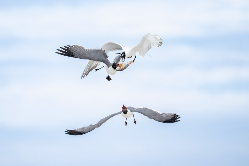Laughing-Gulls-3200-stealing-fish-from-Royal-Tern-_DSC2002-Huguenot-Memorial-Park-Jacksonville-FL