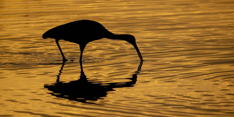 Limpkin-3200-feeding-at-sunset-_DSC4147-Indian-Lake-Estates-FL