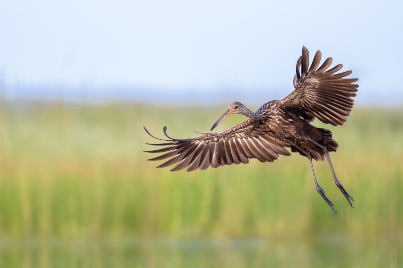 Limpkin-3200-fly-by-_DSC2038-Indian-Lake-Estates-FL