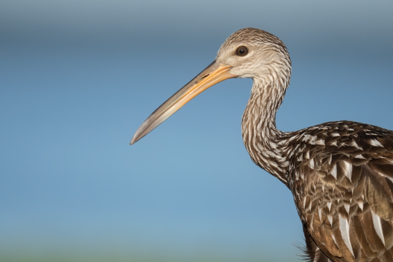 Limpkin-3200-head-portrait-_DSC6972-Indian-Lake-Estates-FL