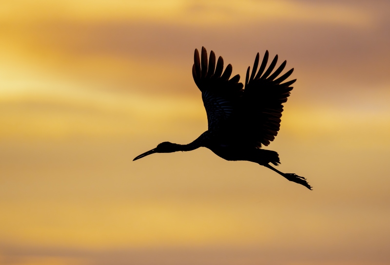 Limpkin-3200-in-flight-at-sunset-_DSC5641-Indian-Lake-Estates-FL