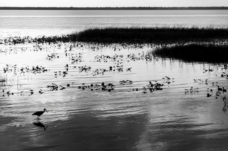 Limpkin-3200-north-of-the-pier-backlit-in-late-afternoon-IMG_0500