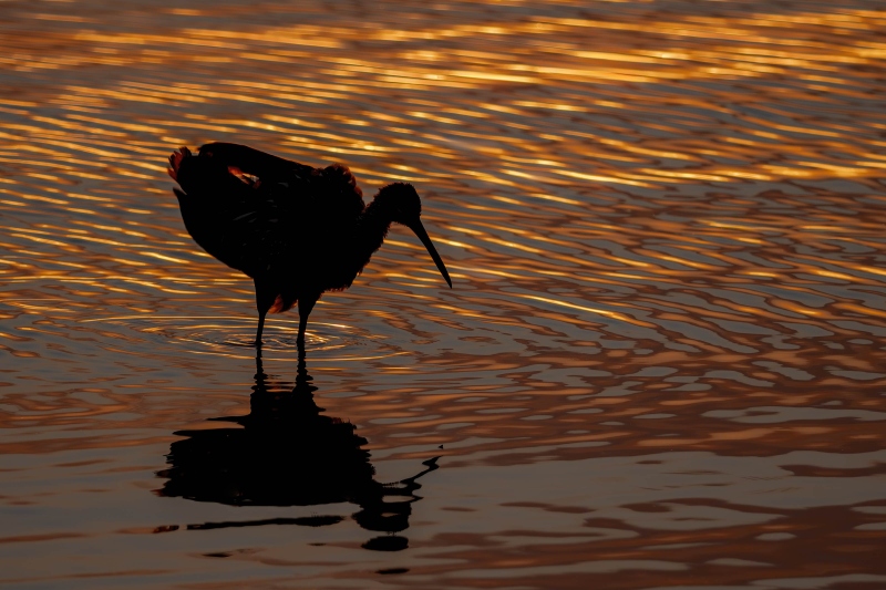Limpkin-3200-ruffling-at-sunset-highlights-cleaned-up-_DSC1783-Indian-Lake-Estates-FL