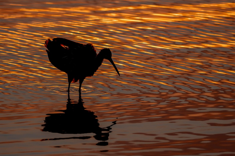Limpkin-3200-srgb-ruffling-at-sunset-highlights-cleaned-up-_DSC1783-Indian-Lake-Estates-FL
