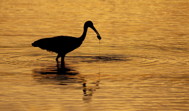 Limpkin-3200-with-freshwater-mussel-_DSC9949-Indian-Lake-Estates-FL